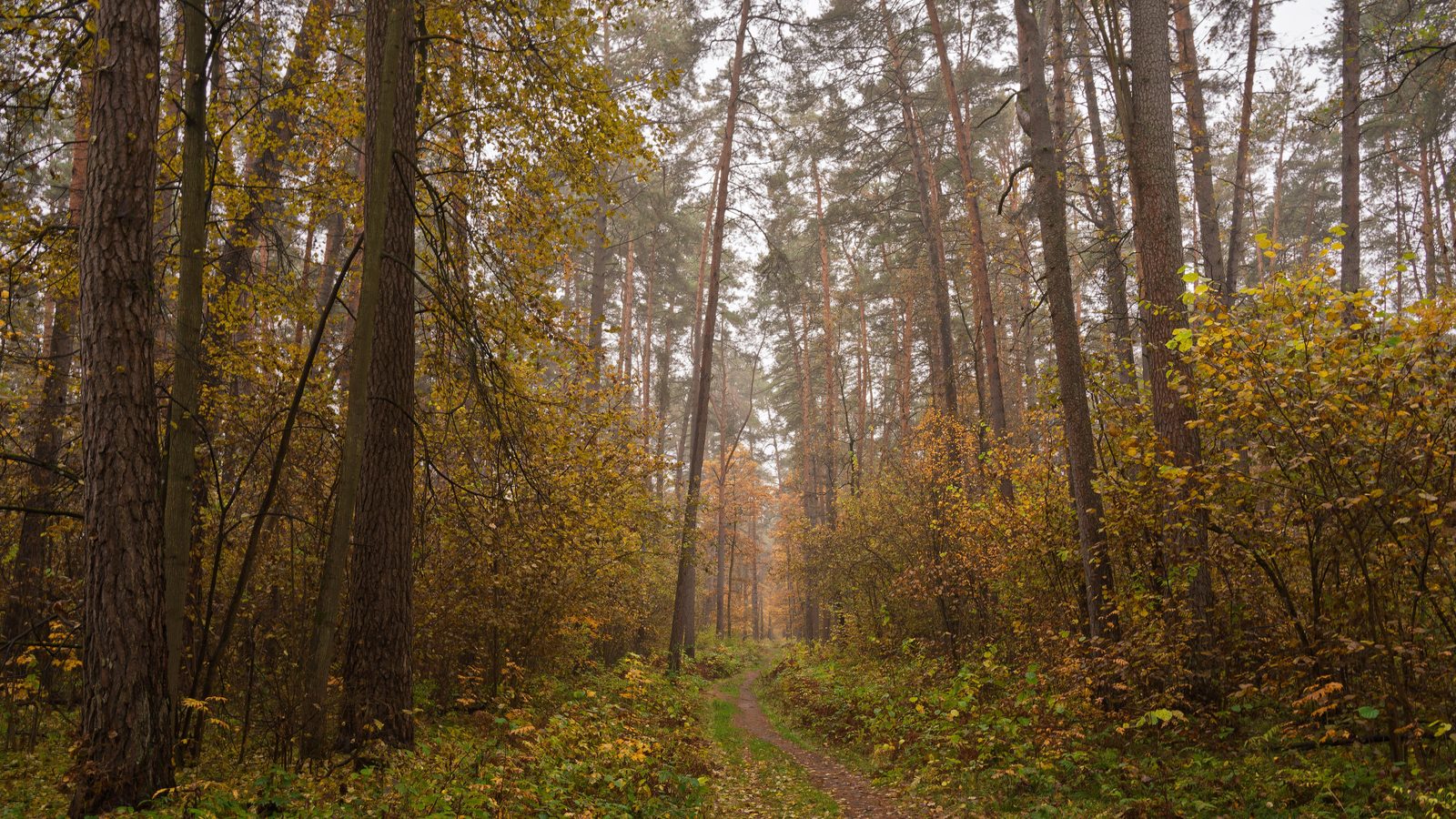 A path through a pine forest