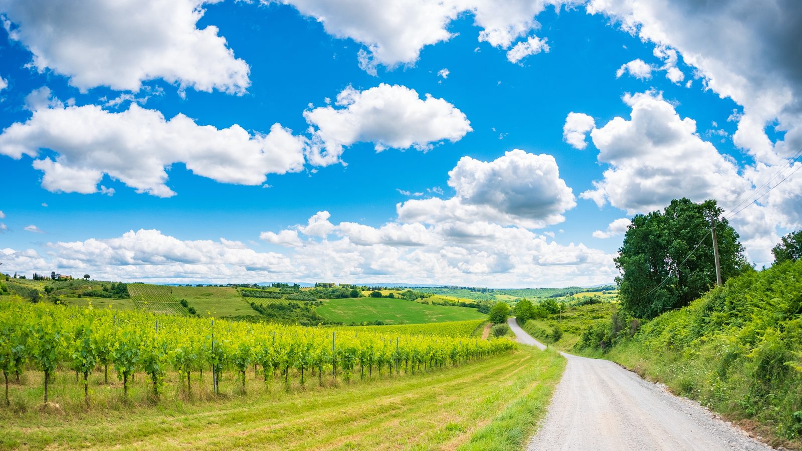 A white gravel lane beside rows of vines under a bright sky with cumulus clouds, Tuscany