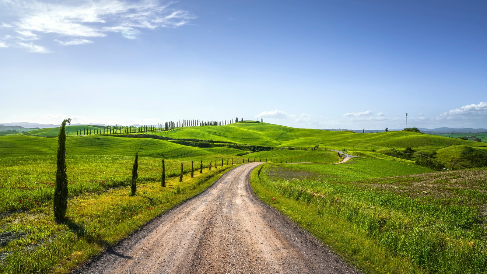 A white gravel road between cypresses running over green hills in Tuscany