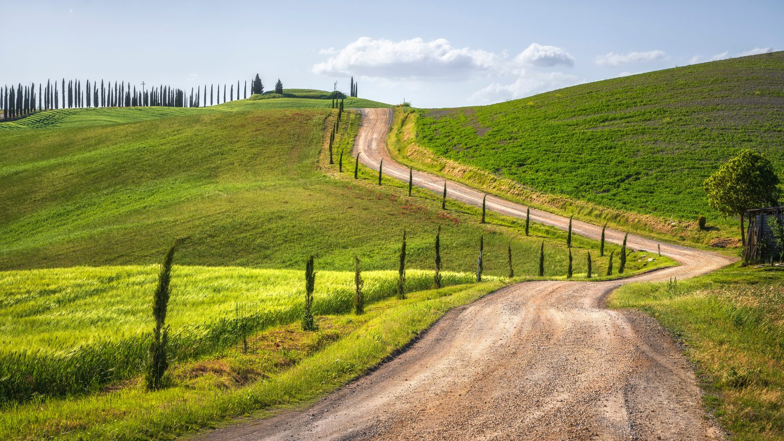 A white gravel road lined with cypresses winding through green hills in Tuscany